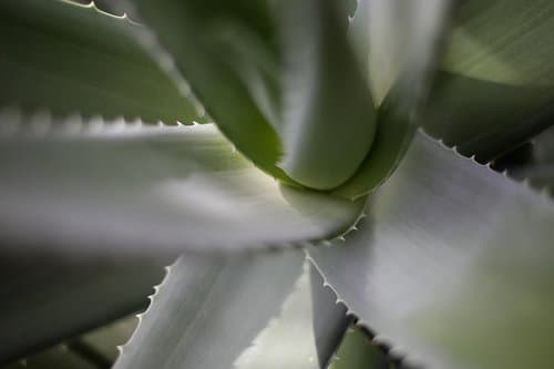 Make your own aloe shampoo for a natural alternative to harsh, store-bought products.