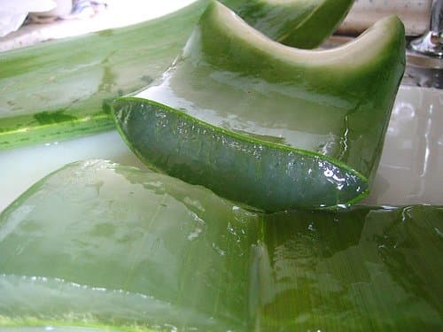 Aloe leaves contain a soothing, moisturizing gel that's great for treating dry hair.