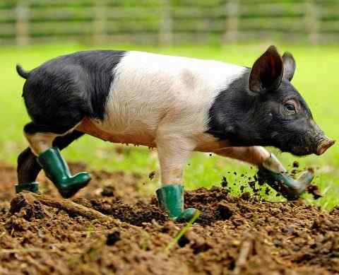 Even pigs look great in wellies! Soooooo cute!