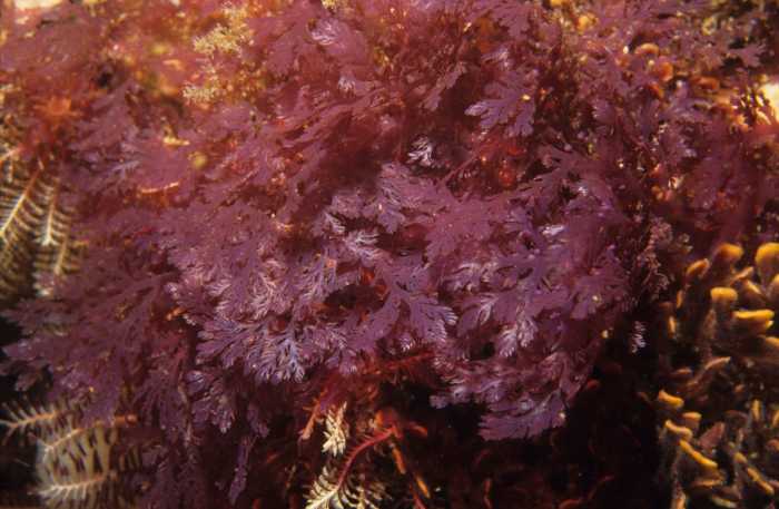 Red Seaweed