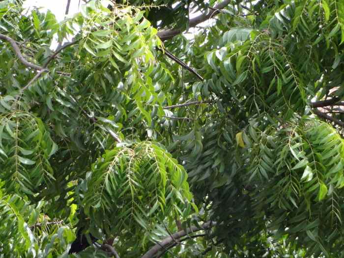 Neem leaves to treat pimples