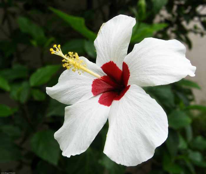 Bicoloured  Hibiscus Flower