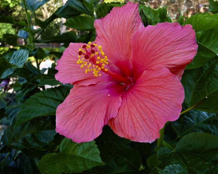 Pink Hibiscus