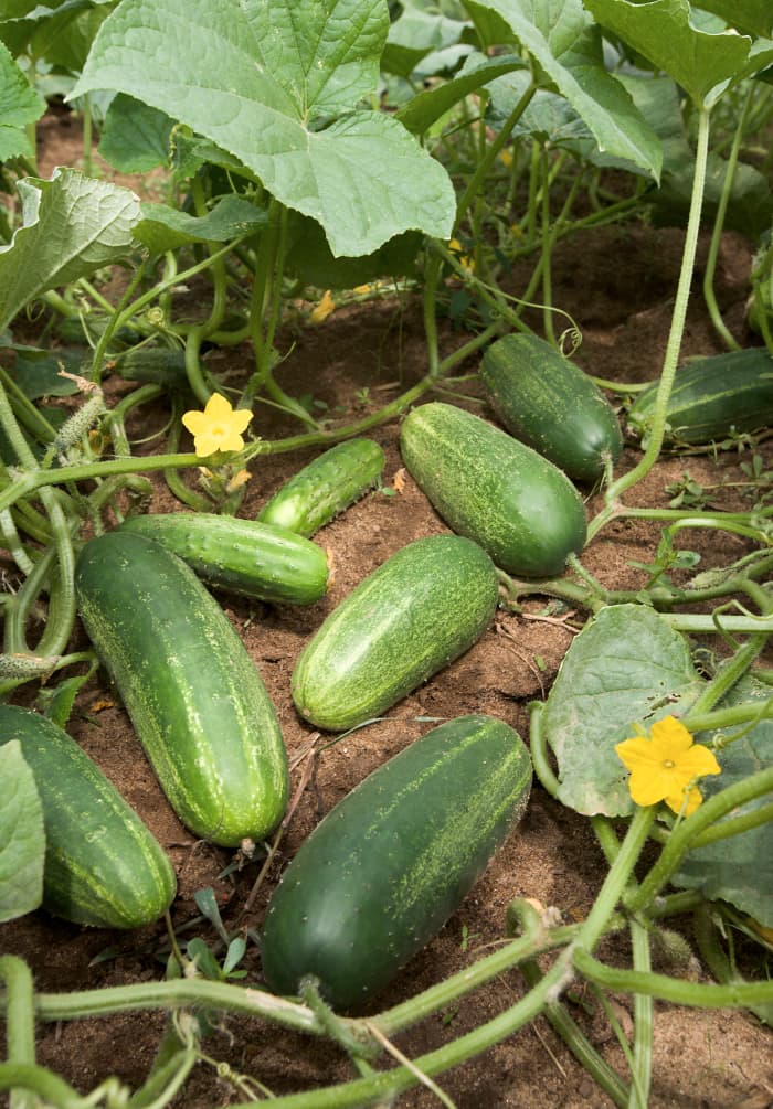 Cucumbers developing on lateral branches on the plant are typical of commercially grown cucumbers. The more branches the higher the yield of cucumbers.