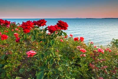 if you have roses growing why not pick some rose petals just before they are fully bloomed and use in homemade rosewater? you could even frost a few with sugar for decoration or as a sugar fix of sweetness?