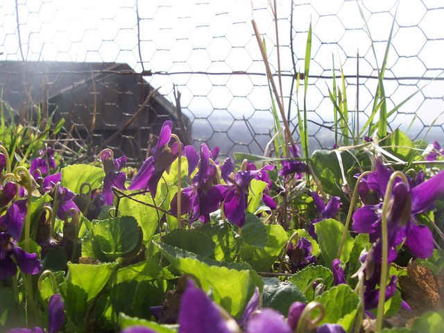 Violet flowers multiply and spread rapidly.