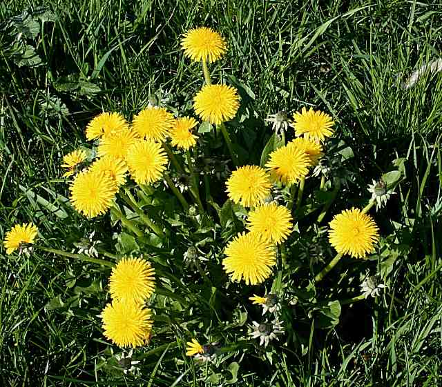 A cluster of dandelions—one of the most beneficial plants you can take and include in your diet.