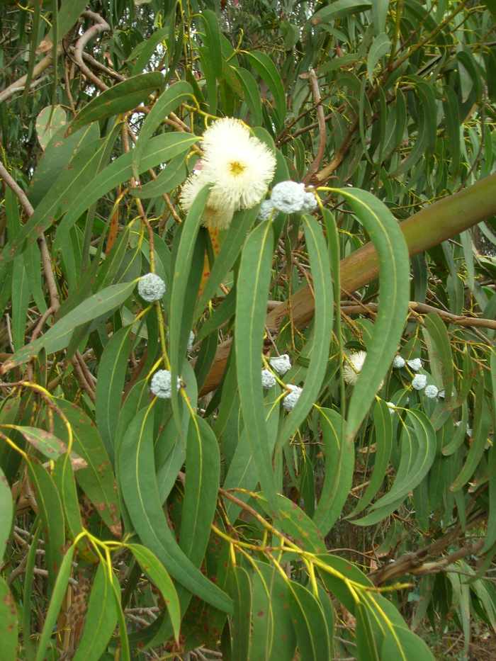 The majority of eucalyptus oil is produced from this species: Eucalyptus globulus.