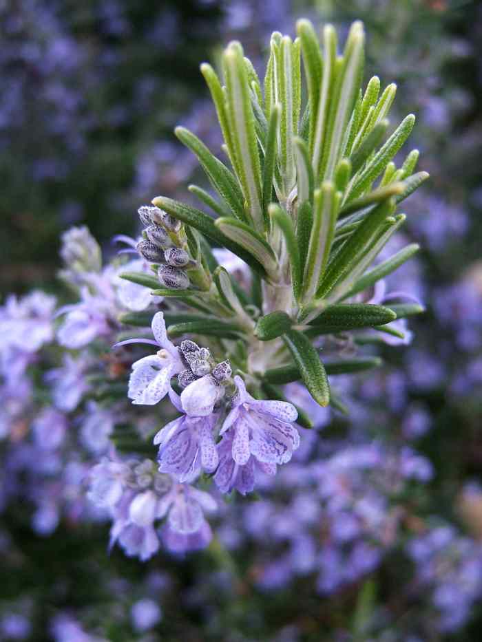 Flowering rosemary, which is a member of the mint family. 