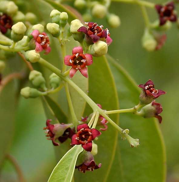 White or East Indian Sandalwood or Chandan (Santalum album) produces Sandalwood essential oil.