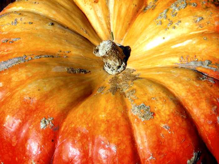It's not a trick—pumpkin is a treat for the hair. 