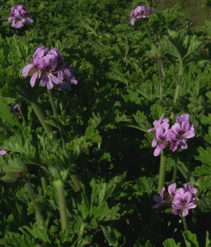 Rose Geranium (Pelargonium graveolens) one of ten species of geranium suitable for the production of essential oil.