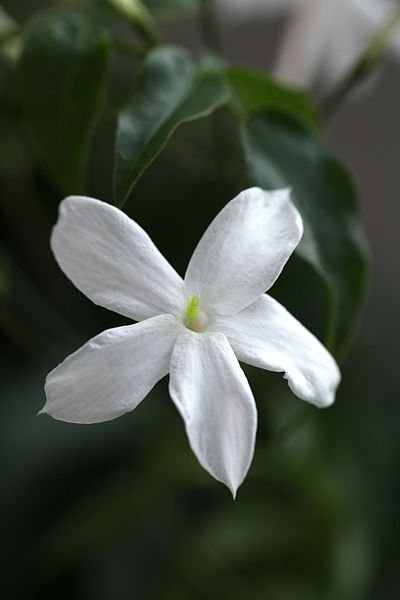 White Jasmine Flower