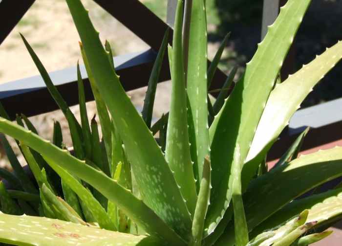 Aloe vera gel has many uses, from reducing dandruff to relieving sunburns.