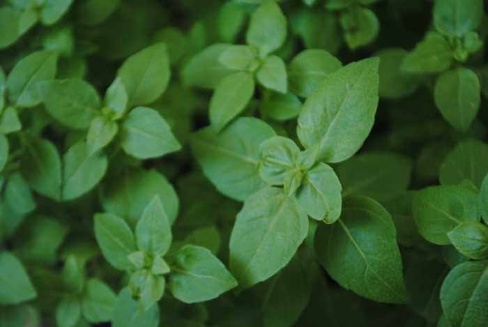 Fresh Basil