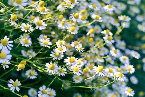Calming Chamomile Flowers