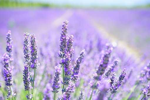 Soothing Lavender Flowers