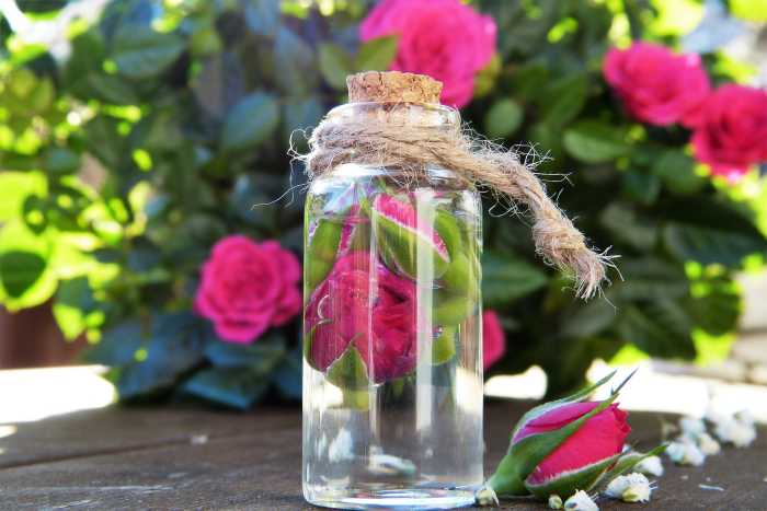 Homemade rose water for face mists or toner. 