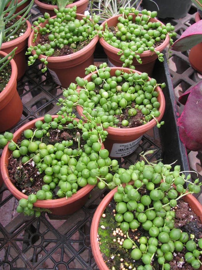 How to Grow String of Pearls Indoors or Outdoors Dengarden