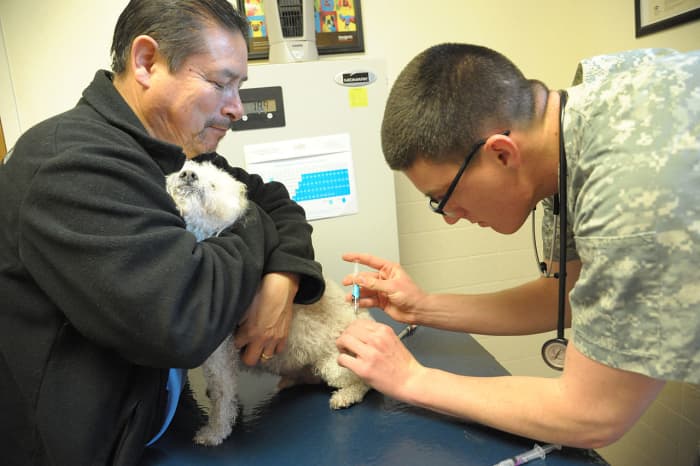 Ежегодная вакцинация стала рутиной для многих владельцев собак.