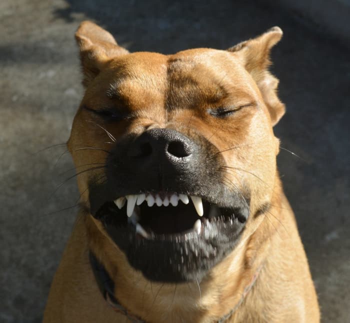 Dogs can sneeze both 'normally' and by drawing in air, called reverse sneezing