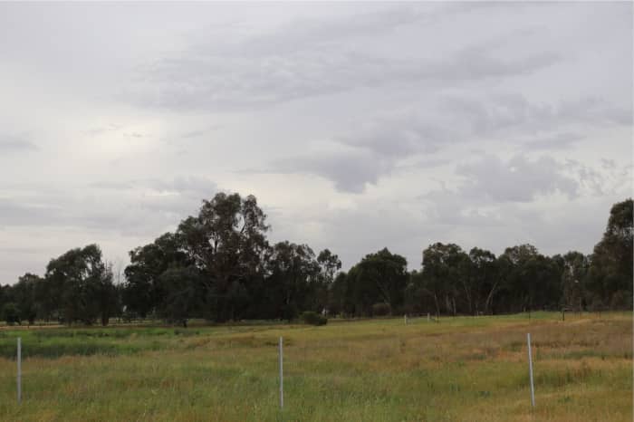 Took a break from gardening and went for a walk. This sky made a gardeners heart hopeful. But alas, the storm went past.
