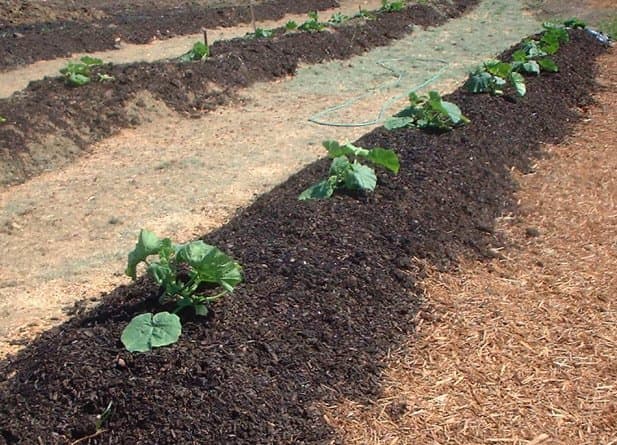 Pumpkin seedlings planted out on windrows of composted biosolids at community compost education garden - gold and silver can be found in sludge from biosolids. 60% of sludge is recovered and used for fertilizers.