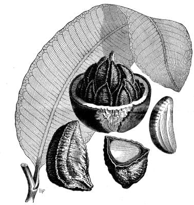 Depiction of the Brazil nut in Scientific American Supplement, No. 598, June 18, 1887