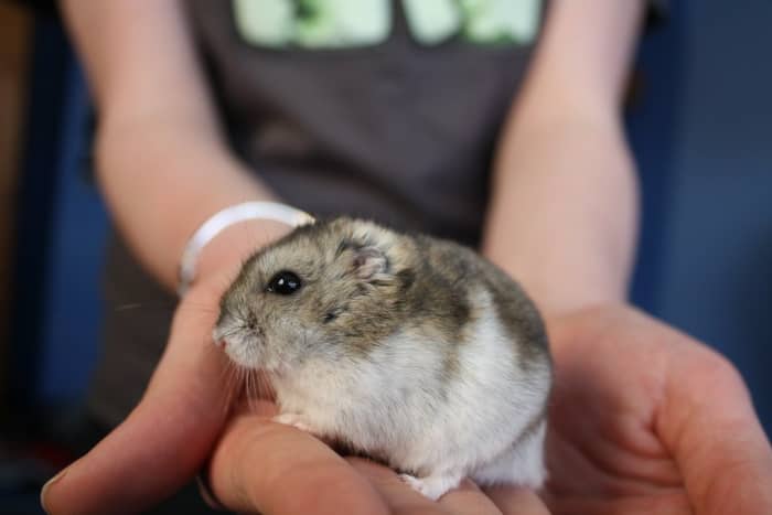 Like many animals, hamsters are notorious for hiding their illness until they are very sick.