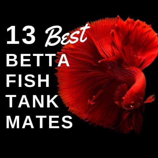 13 безопасных и совместимых помощников по аквариуму Betta