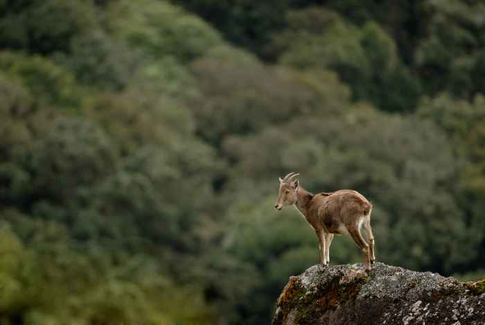 10 Facts About Nilgiri Tahrs - HubPages