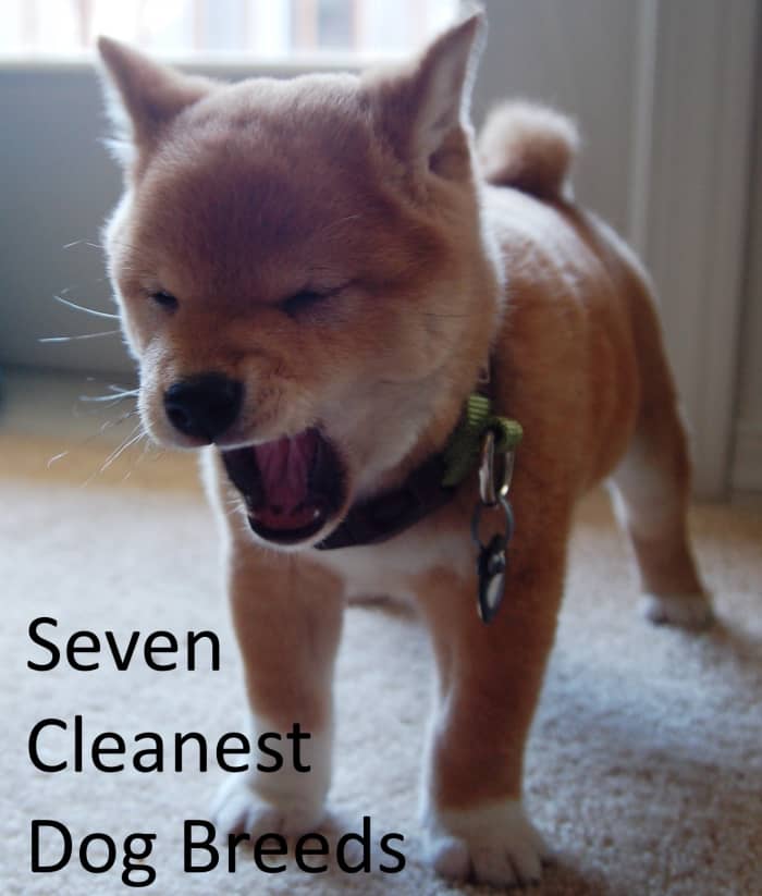 Shiba Inu are easy to housebreak, as clean as many cats, and do not bark much.