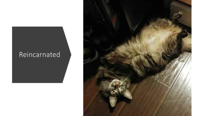Meet Trix - The reincarnation of Richard Nixon. Will he move up to a higher level of existence? Only if he is a good kitty.
