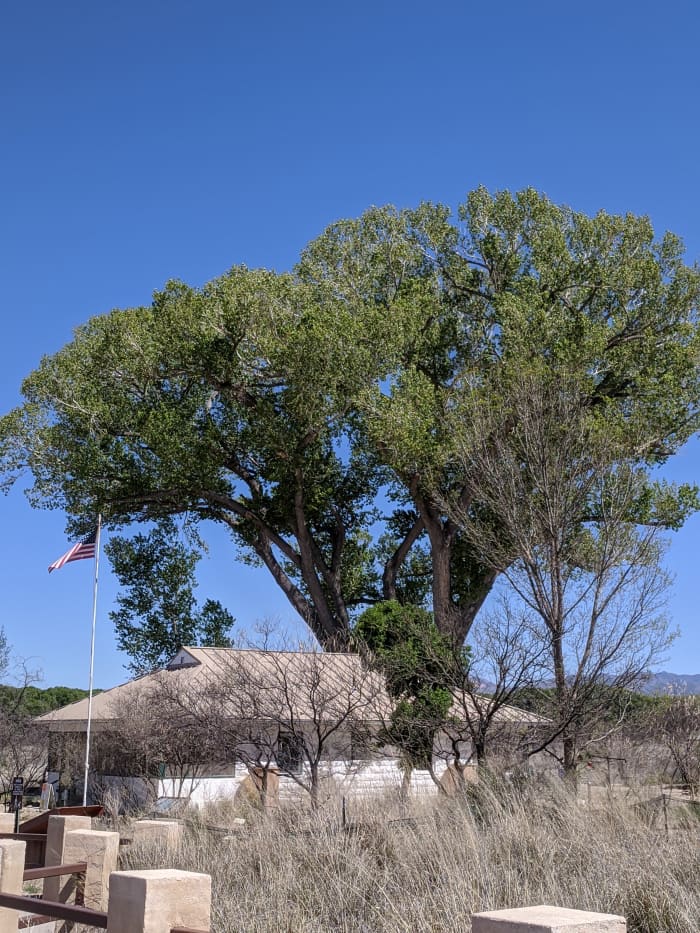 San Pedro House with Cottonwood Tree behind it that ws Planted in 1956