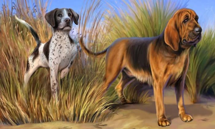 Basil (right). A Bloodhound, a Breed originally bred for hunting in the Middle Ages. Known for the ability to follow the faintest scent over great distances, because of its robust and tenacious tracking instinct, can be difficult to walk on a leash