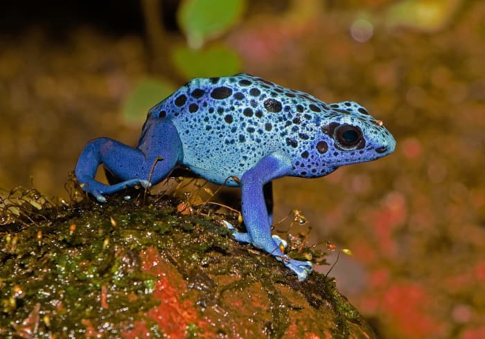 6-colourful-frog-species-facts-about-attractive-amphibians-owlcation