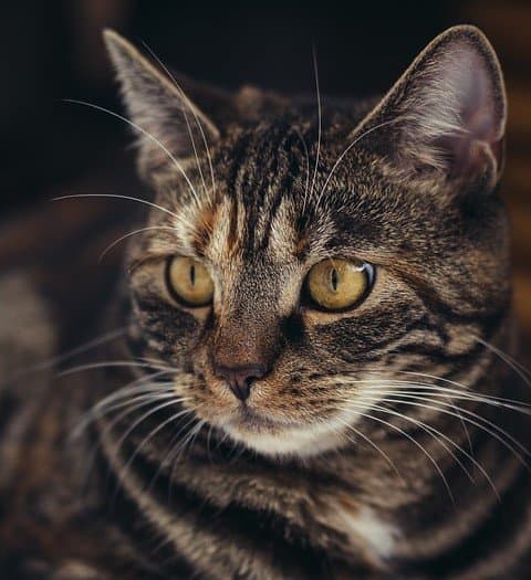 Not all kitty litter is the same. With so many options, which one should you choose?
