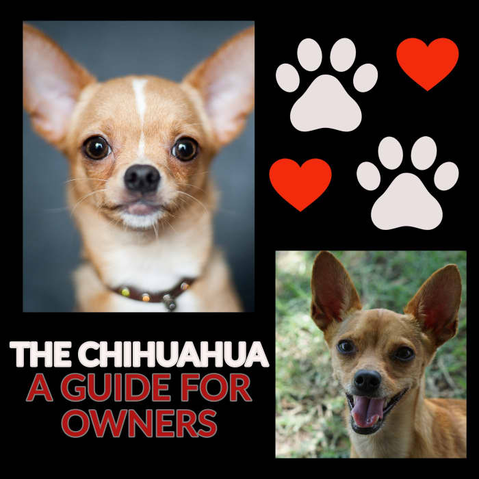 The Chihuahua: A Guide for Owners - PetHelpful