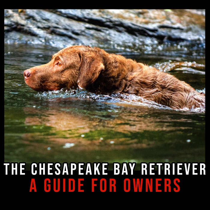 The lovable Chesapeake Bay Retriever.