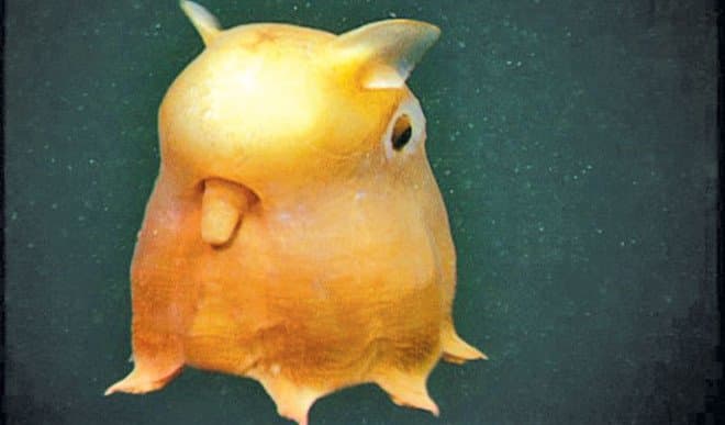 squishable dumbo octopus