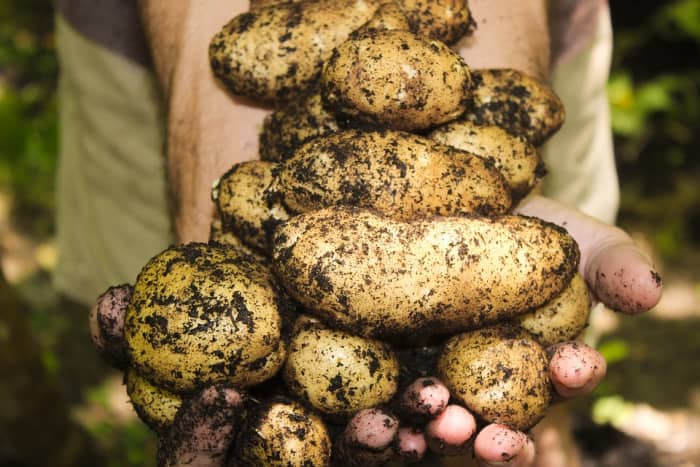 Who would have thought the lowly potato could have had an impact on global affairs? But, the innocuous spud has influenced population growth, colonization, immigration, and a war.