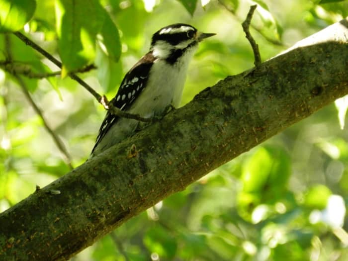 downy woodpecker scientific name
