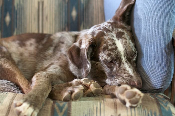 Could Your Air Freshener Be Making Your Dog Sick? - PetHelpful