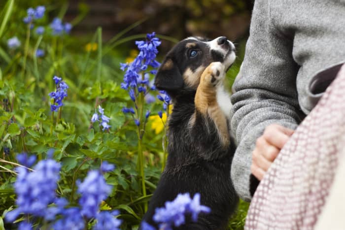 A dog doesn't care what its name is, as long as it is called with affection, but some names can be inappropriate