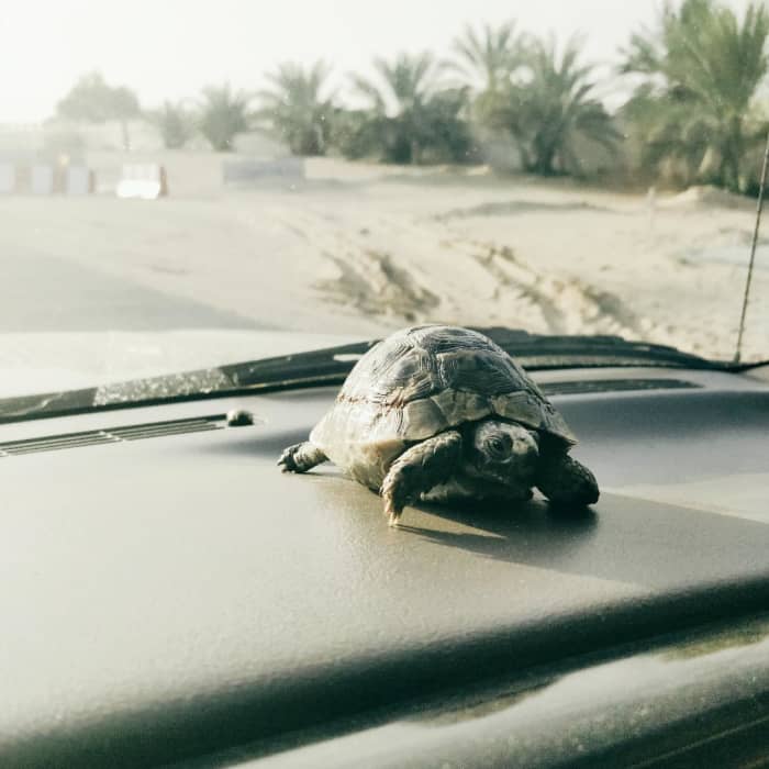 Моя черепаха Ленни сидит на приборной панели автомобиля