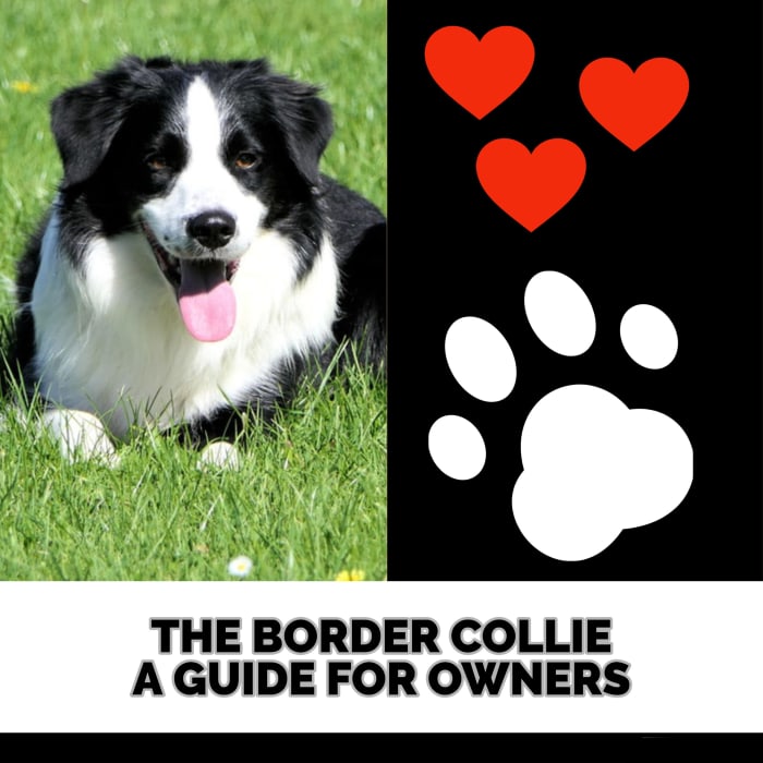 The Border Collie: A Guide for Owners - PetHelpful