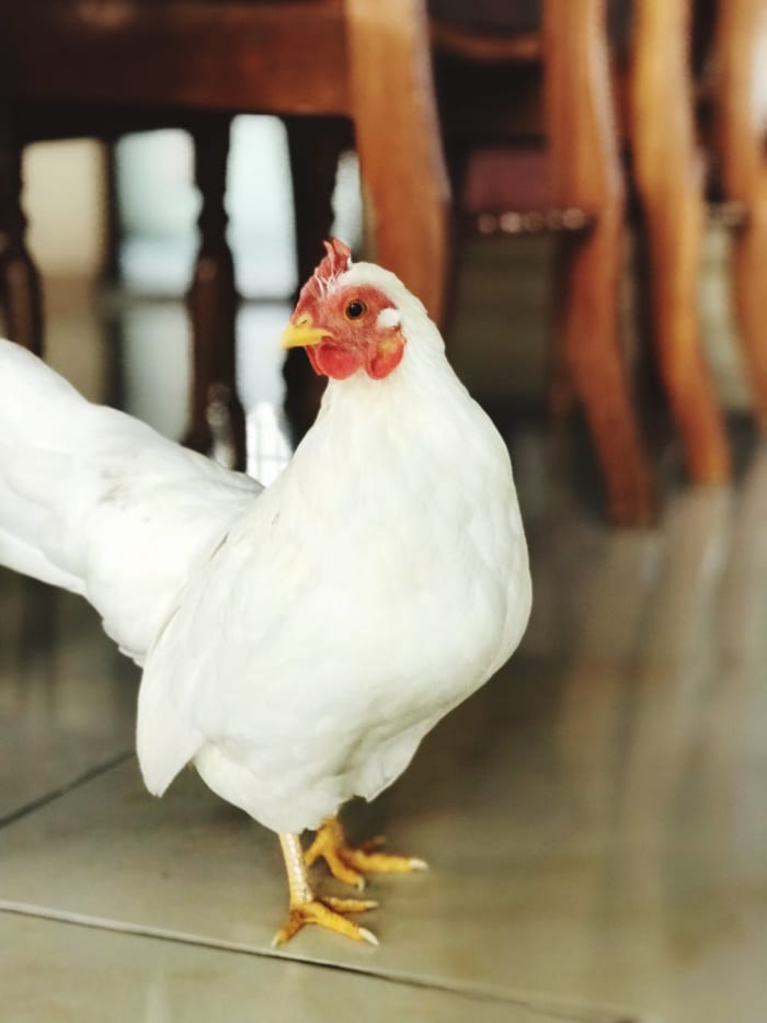 Among indoor chicken owners, the bantam breeds are largely preferred due to their small size and friendly nature.