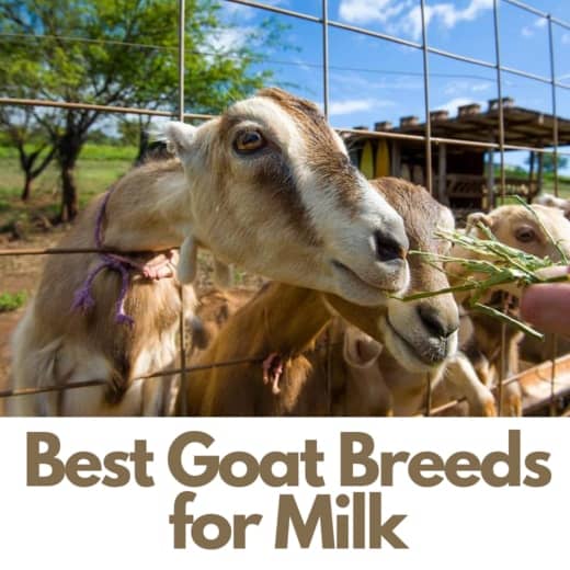 25 Best Dairy Goat Breeds: Goats For Milk - PetHelpful