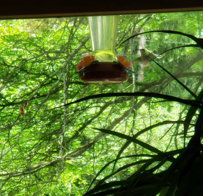 Use distilled white vinegar to clean out your hummingbird feeders and keep them fresh for your little visitors.