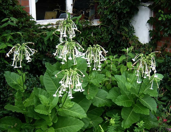 Nicotiana sylvestris, also known as woodland tobacco, is my favorite. Its flowers look like fireworks.